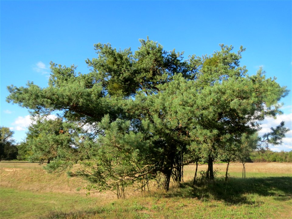 Solitäre Waldkiefer (Pinus sylvestris) im Naturschutzgebiet Gewann Frankreich-Wiesental
