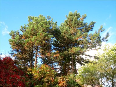 Waldkiefer (Pinus sylvestris) in Hockenheim