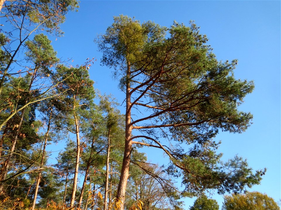 Waldkiefer (Pinus sylvestris) im Naturschutzgebiet Zugmantel-Bandholz