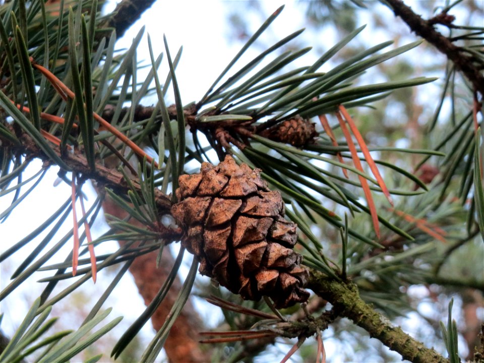 Waldkiefer (Pinus sylvestris) in Hockenheim