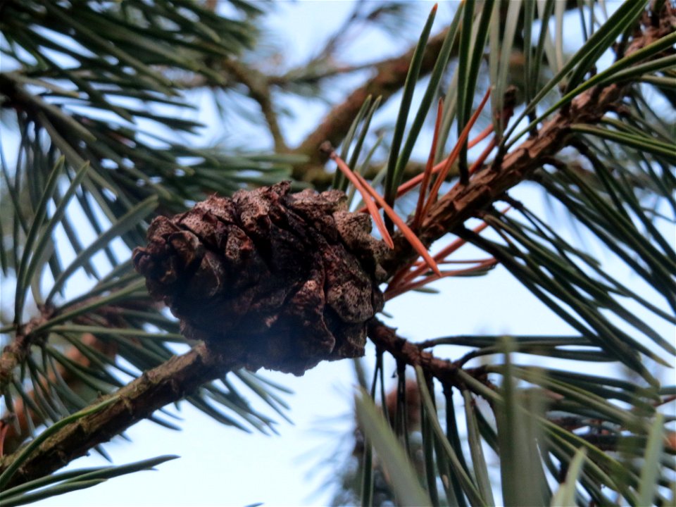 Waldkiefer (Pinus sylvestris) in Hockenheim