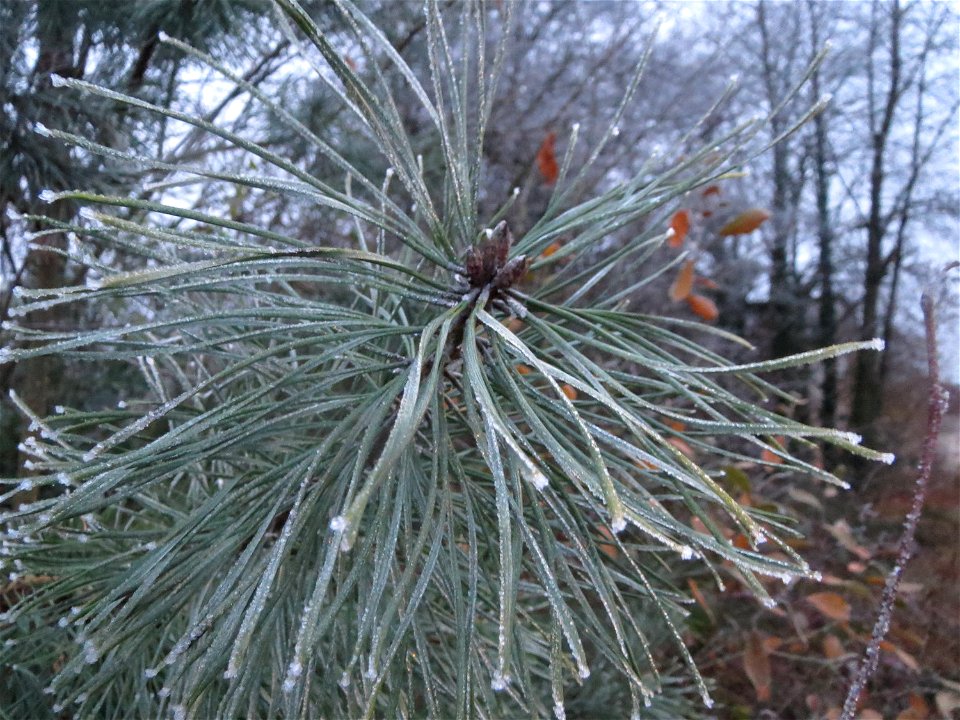 Waldkiefer (Pinus sylvestris) am Bahnhof Bruchmühlbach-Miesau