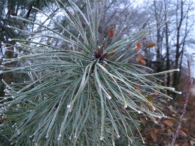 Waldkiefer (Pinus sylvestris) am Bahnhof Bruchmühlbach-Miesau