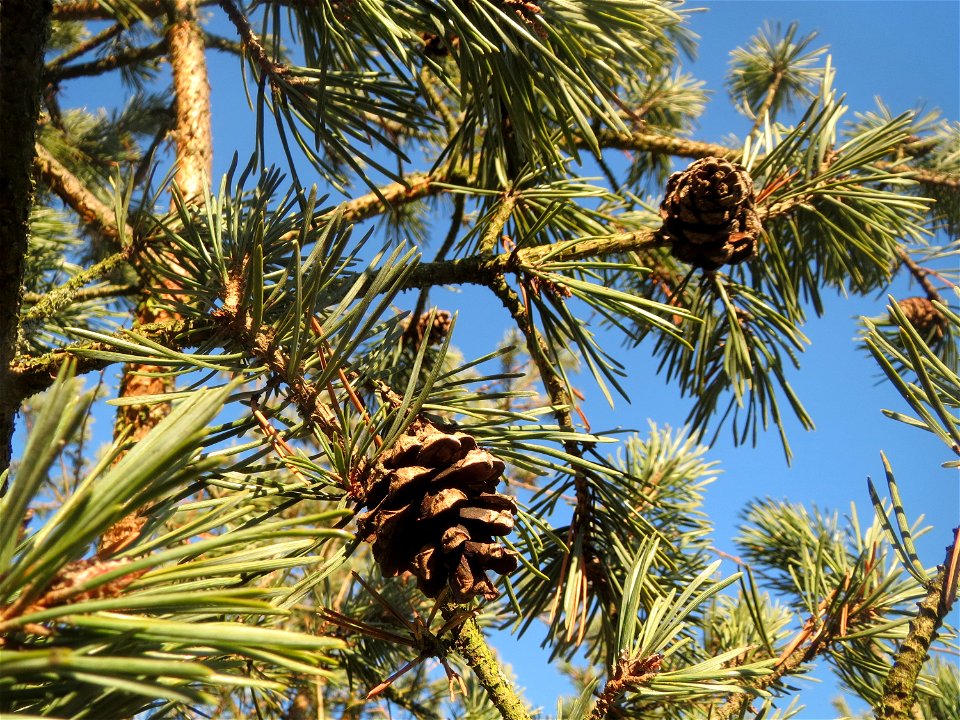 Wald-Kiefer (Pinus sylvestris) bei Hockenheim