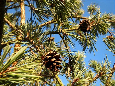 Wald-Kiefer (Pinus sylvestris) bei Hockenheim