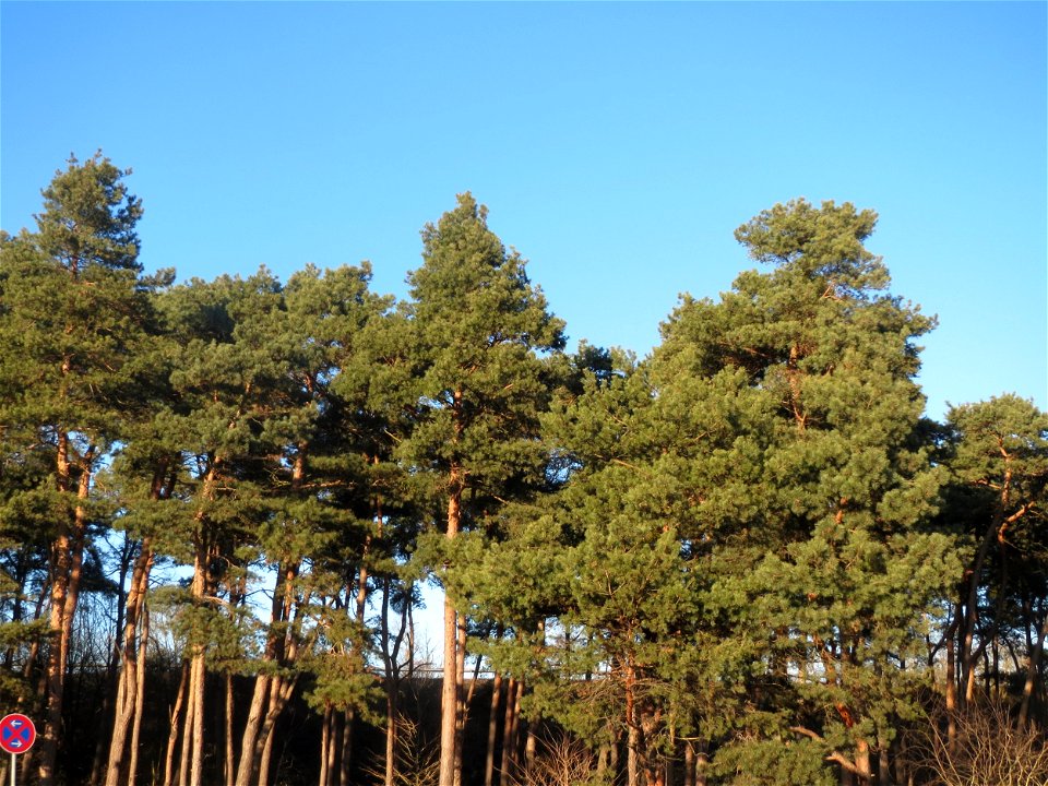 Wald-Kiefer (Pinus sylvestris) im Schwetzinger Hardt - im kleinen Waldstück südlich der A61