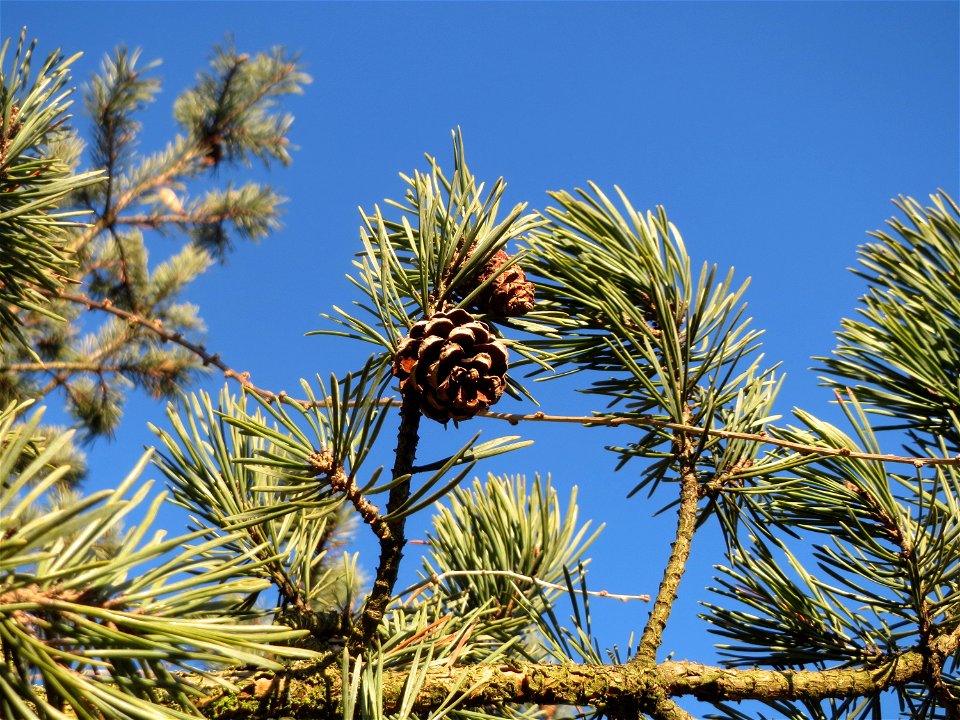 Wald-Kiefer (Pinus sylvestris) bei Hockenheim