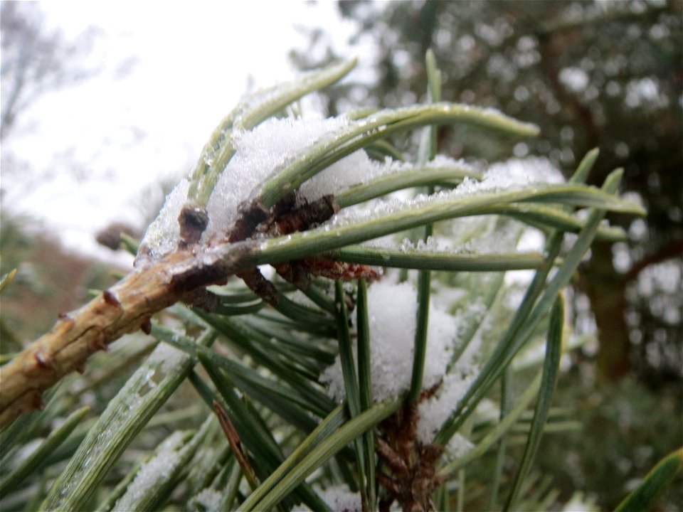 Wald-Kiefer (Pinus sylvestris) bei Hockenheim
