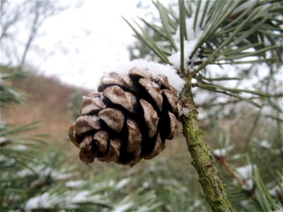 Wald-Kiefer (Pinus sylvestris) an der Böschung der A61 bei Hockenheim
