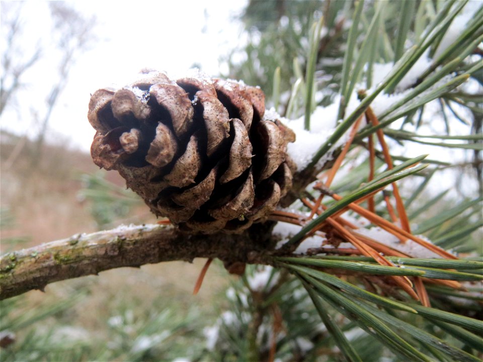 Wald-Kiefer (Pinus sylvestris) bei Hockenheim