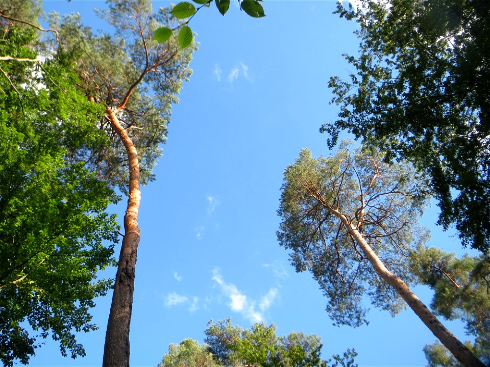 Waldkiefer (Pinus sylvestris) - der häufigste Baum in der Schwetzinger Hardt