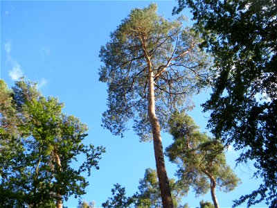 Waldkiefer (Pinus sylvestris) - der häufigste Baum in der Schwetzinger Hardt