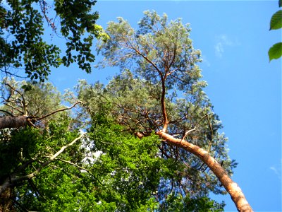 Waldkiefer (Pinus sylvestris) - der häufigste Baum in der Schwetzinger Hardt