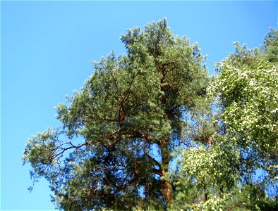 Wald-Kiefer (Pinus sylvestris) an einem Randstreifen der Rheinbahn in der Schwetzinger Hardt mit binnendünenartiger Vegetation