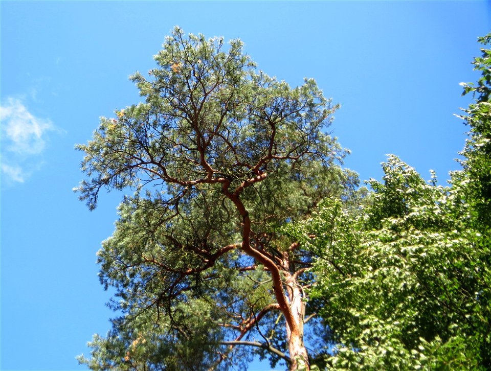 Wald-Kiefer (Pinus sylvestris) an einem Randstreifen der Rheinbahn in der Schwetzinger Hardt mit binnendünenartiger Vegetation