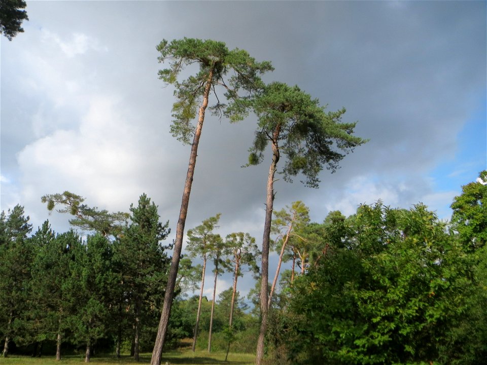 Waldkiefer (Pinus sylvestris) auf dem Feldherrenhügel, Teilgebiet vom Naturschutzgebiet „Oftersheimer Dünen“