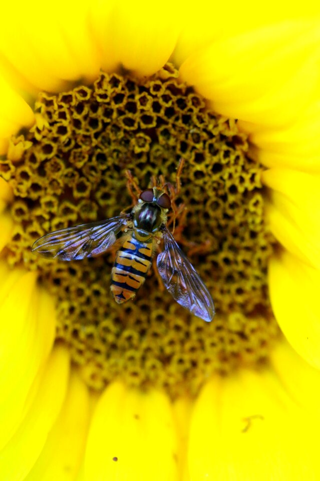 Yellow nature closeup