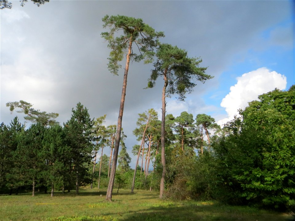 Waldkiefer (Pinus sylvestris) auf dem Feldherrenhügel, Teilgebiet vom Naturschutzgebiet „Oftersheimer Dünen“