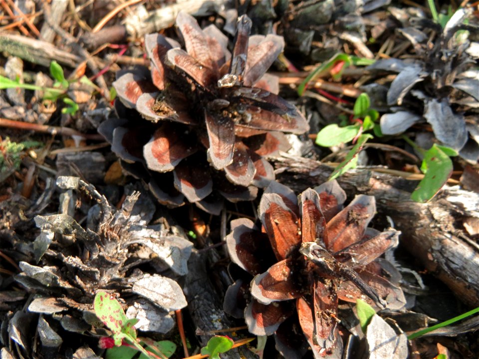 Zapfen der Wald-Kiefer (Pinus sylvestris) in der Schwetzinger Hardt