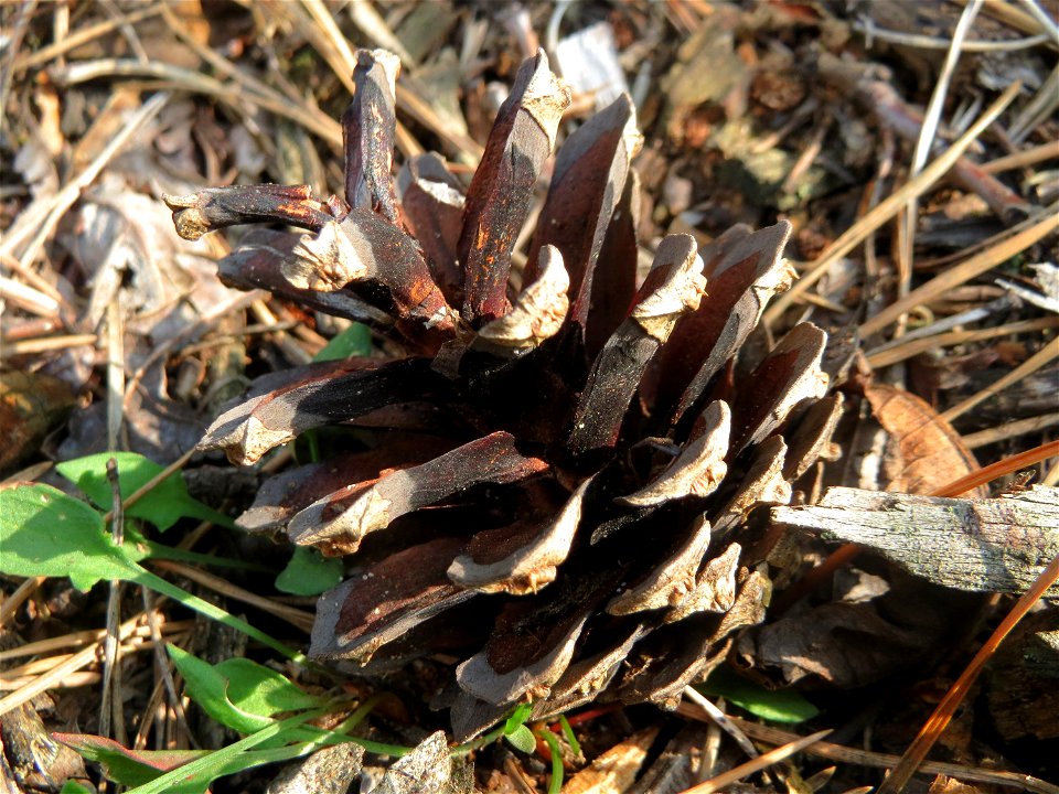 Zapfen der Wald-Kiefer (Pinus sylvestris) in der Schwetzinger Hardt