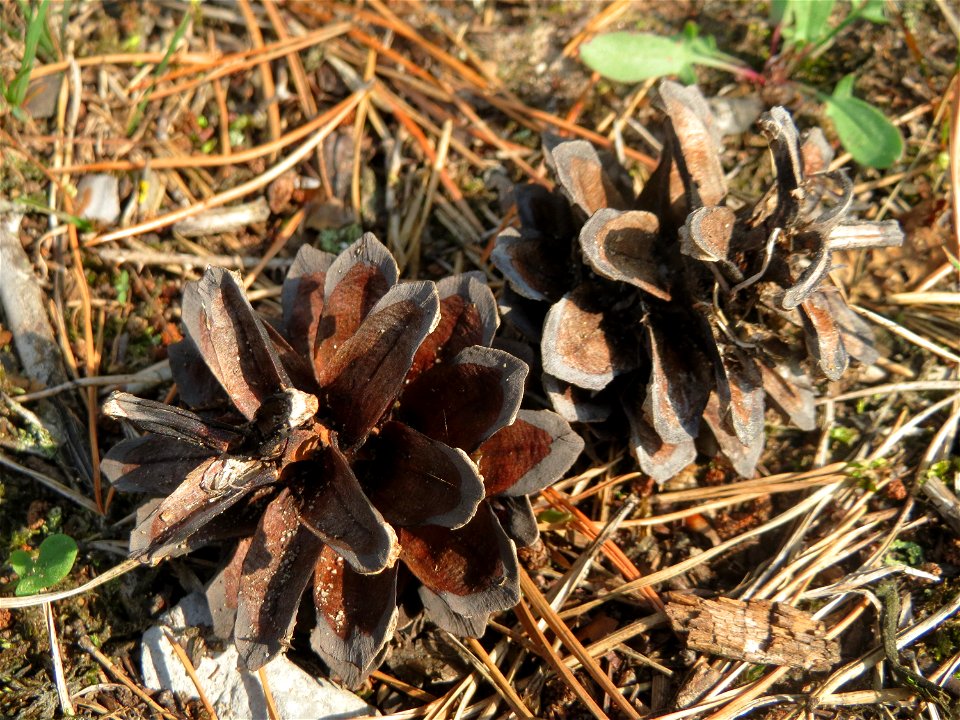 Zapfen der Wald-Kiefer (Pinus sylvestris) in der Schwetzinger Hardt