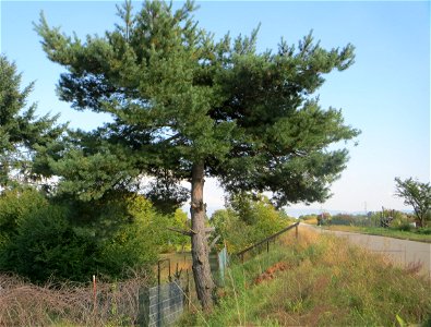 Solitäre Wald-Kiefer (Pinus sylvestris) am „Wingertsbuckel“ bei Oftersheim