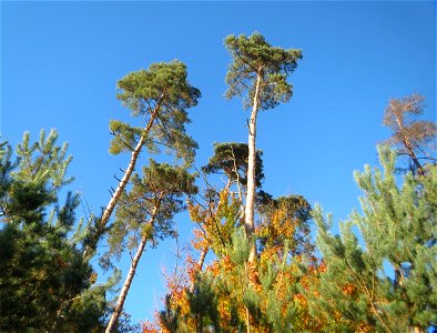 Waldkiefer (Pinus sylvestris) in der Schwetzinger Hardt