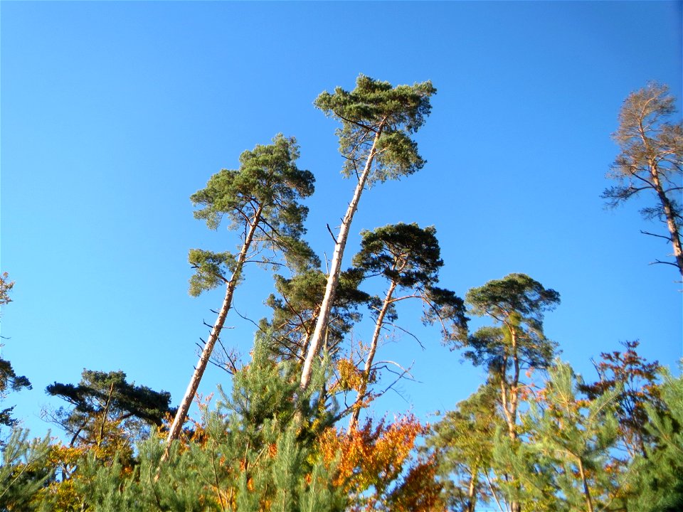 Waldkiefer (Pinus sylvestris) in der Schwetzinger Hardt