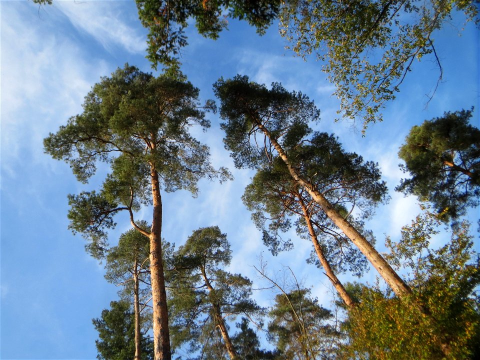 Waldkiefer (Pinus sylvestris) in der Schwetzinger Hardt