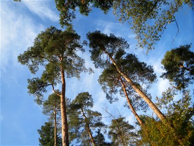 Waldkiefer (Pinus sylvestris) in der Schwetzinger Hardt