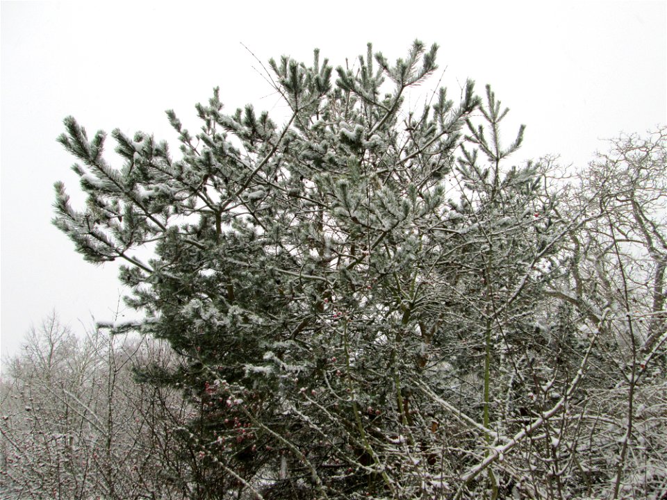 Wald-Kiefer (Pinus sylvestris) an der A61 bei Hockenheim bei Neuschnee am 3. Dezember 2017