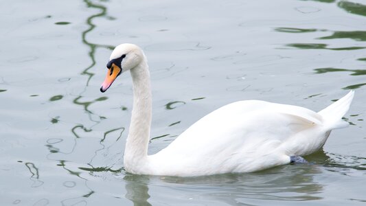 Swan goose zoo photo