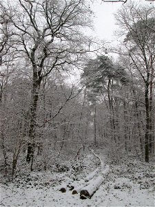 Waldkiefer (Pinus sylvestris) in einem Mischwald mit Buchen und Eichen in der Schwetzinger Hardt bei Neuschnee am 3. Dezember 2017