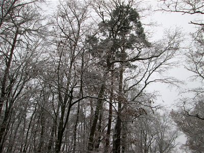 Waldkiefer (Pinus sylvestris) in einem Mischwald mit Buchen und Eichen in der Schwetzinger Hardt bei Neuschnee am 3. Dezember 2017