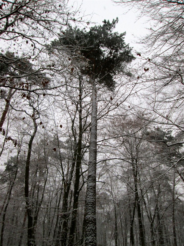 Waldkiefer (Pinus sylvestris) in einem Mischwald mit Buchen und Eichen in der Schwetzinger Hardt bei Neuschnee am 3. Dezember 2017
