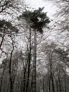 Waldkiefer (Pinus sylvestris) in einem Mischwald mit Buchen und Eichen in der Schwetzinger Hardt bei Neuschnee am 3. Dezember 2017