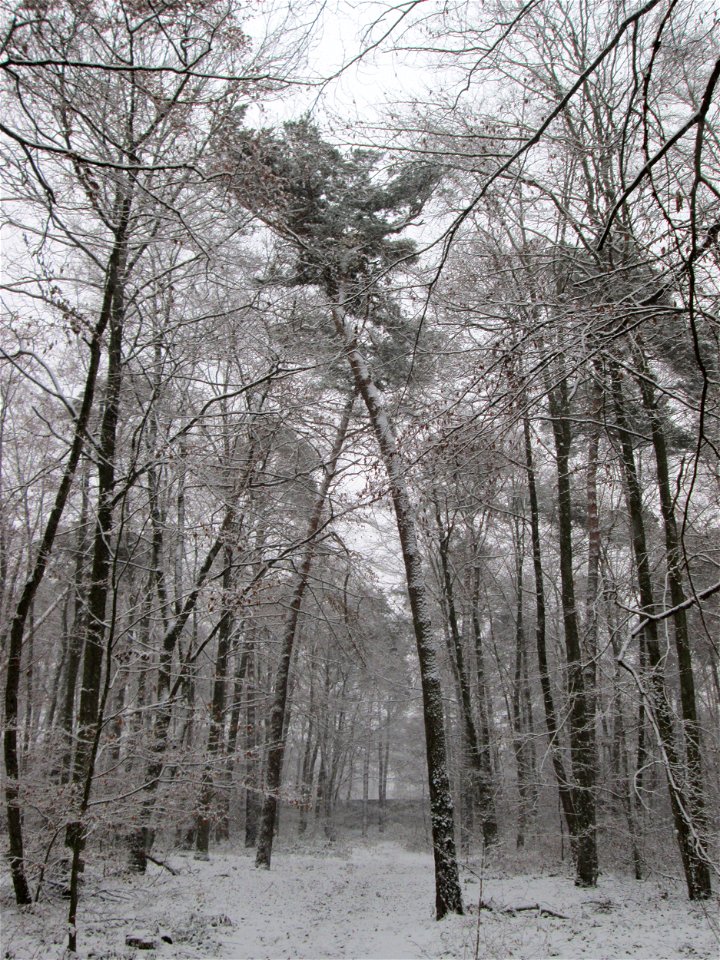 Waldkiefer (Pinus sylvestris) in einem Mischwald mit Buchen und Eichen in der Schwetzinger Hardt bei Neuschnee am 3. Dezember 2017