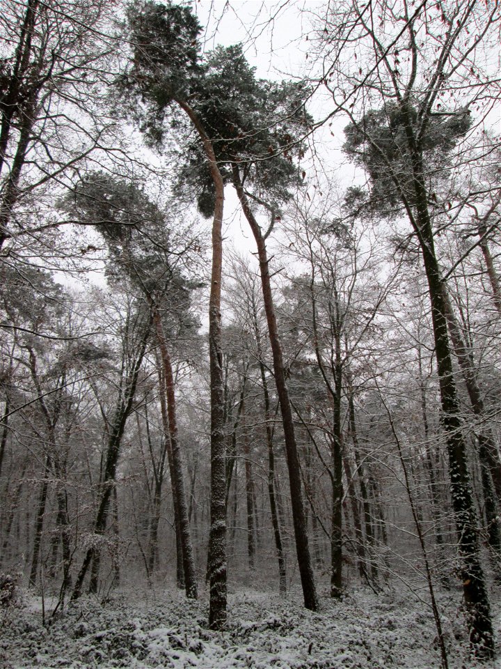 Waldkiefer (Pinus sylvestris) in einem Mischwald mit Buchen und Eichen in der Schwetzinger Hardt bei Neuschnee am 3. Dezember 2017