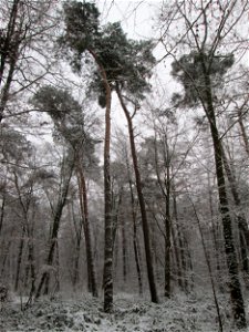 Waldkiefer (Pinus sylvestris) in einem Mischwald mit Buchen und Eichen in der Schwetzinger Hardt bei Neuschnee am 3. Dezember 2017