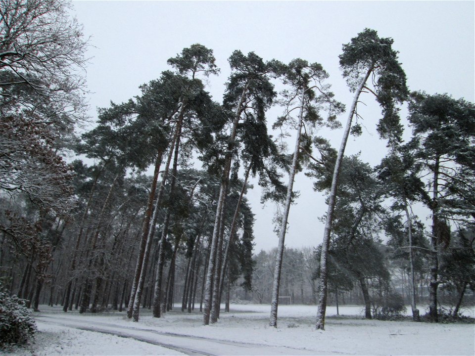 Waldkiefer (Pinus sylvestris) in der Schwetzinger Hardt bei Neuschnee am 3. Dezember 2017 - die "Schieflage" der Bäume zeigt die Haupt-Windrichtung