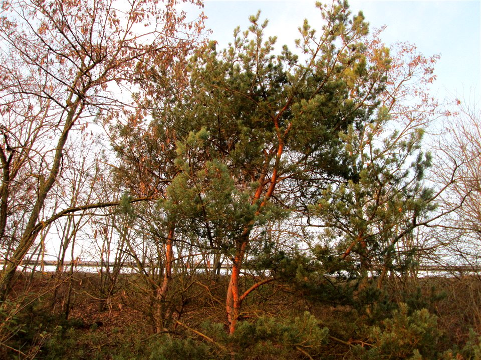 Wald-Kiefer (Pinus sylvestris) an der Böschung der A61 bei Hockenheim
