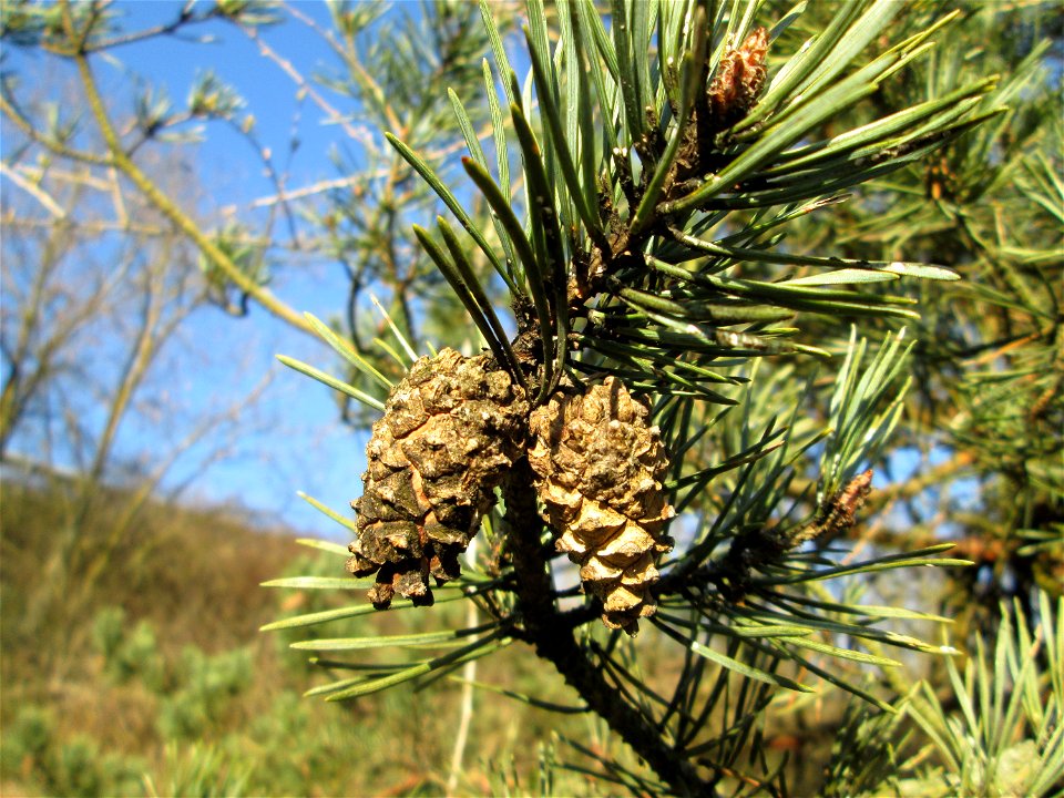 Wald-Kiefer (Pinus sylvestris) an der Böschung der A61 bei Hockenheim