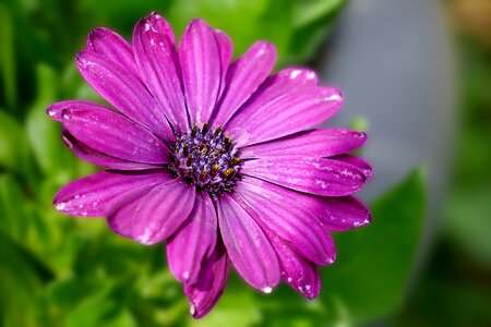 Pink violet magerite