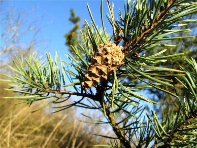Wald-Kiefer (Pinus sylvestris) an der Böschung der A61 bei Hockenheim