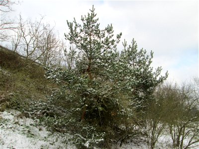 Wald-Kiefer (Pinus sylvestris) an der A61 bei Hockenheim bei Neuschnee am 18. März 2018