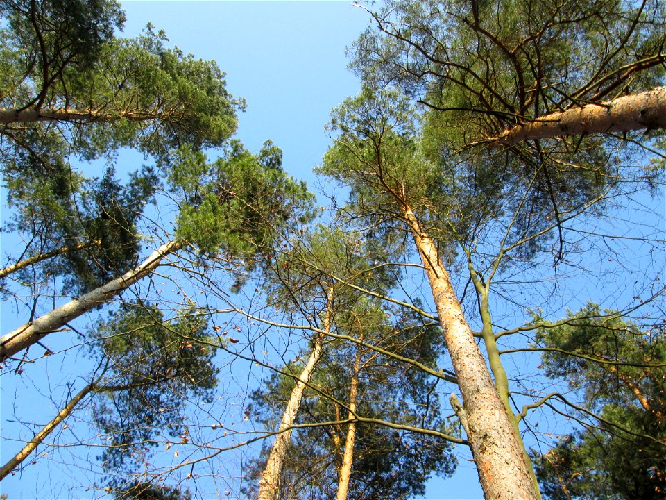 Wald-Kiefer (Pinus sylvestris) im Landschahtsschutzgebiet „Drahtzugweiher und das Habsterwiesental“ in Alt-Saarbrücken