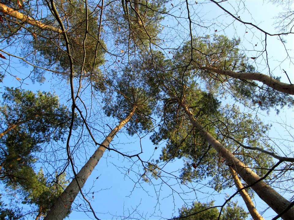Wald-Kiefer (Pinus sylvestris) im Landschahtsschutzgebiet „Drahtzugweiher und das Habsterwiesental“ in Alt-Saarbrücken