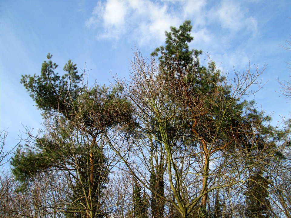 Wald-Kiefer (Pinus sylvestris) in Hockenheim