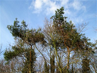 Wald-Kiefer (Pinus sylvestris) in Hockenheim photo