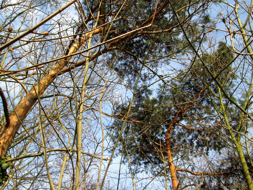 Wald-Kiefer (Pinus sylvestris) in Hockenheim